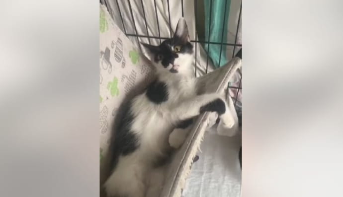 Котенок Фрея