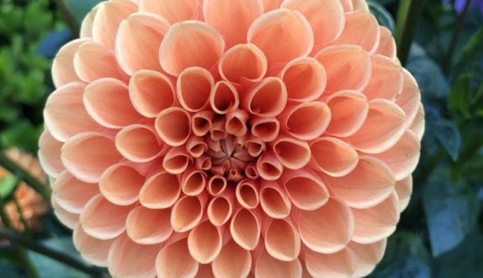 Симметрия георгины