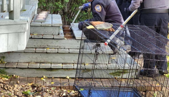 Лов тварини