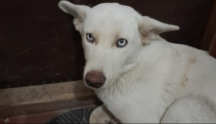 Пес, который ищет дом