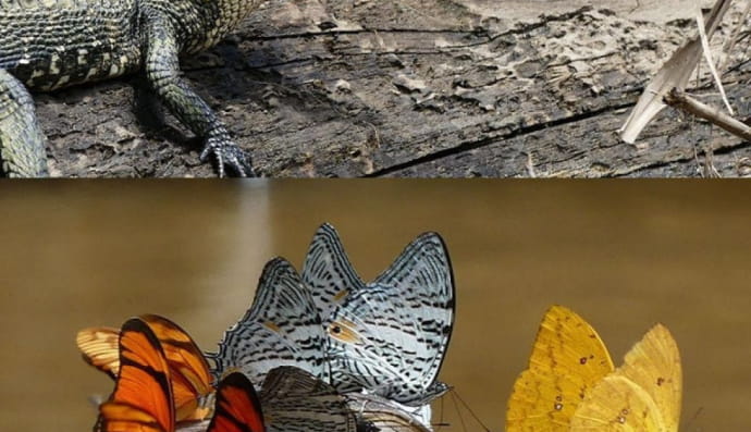 Фотографія