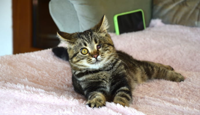 Котенок Саймон