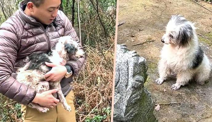 История о собаке