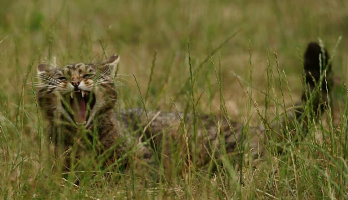 Шотландська дика кішка 