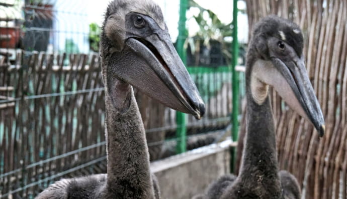 Рожеві пелікани