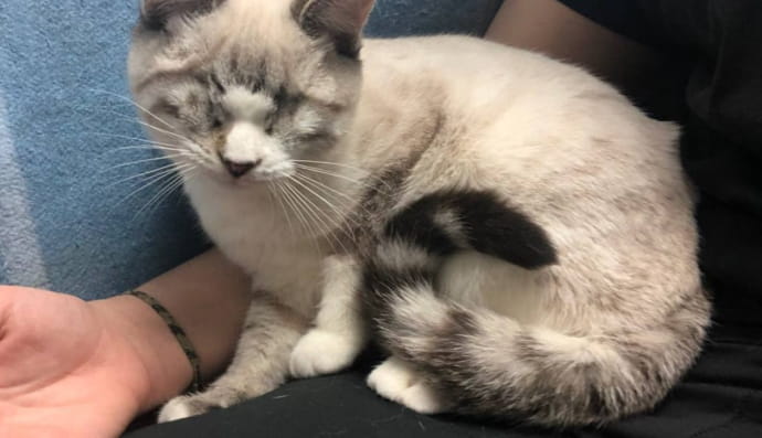 Котенок Снежок