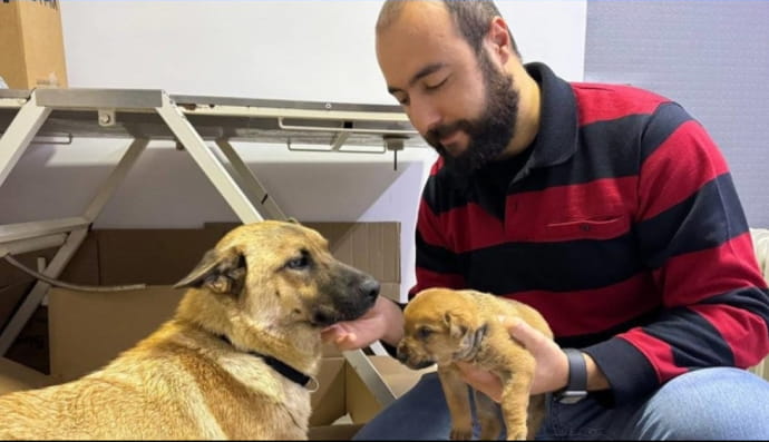 Історія про собак