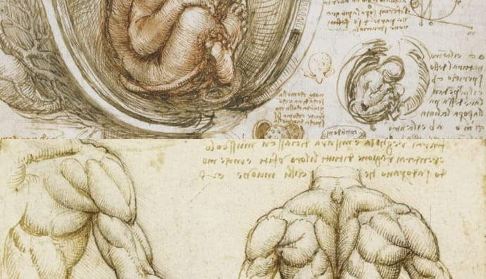 Малюнки із записної книжки Леонардо да Вінчі