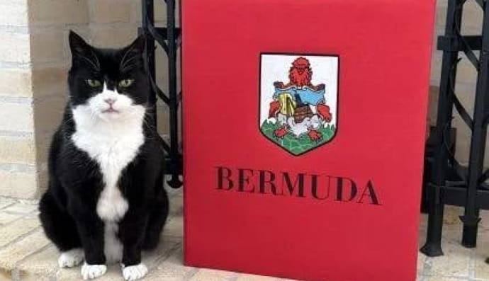 Мышелов кот Пальмерстон 
