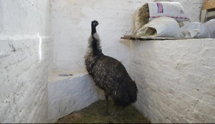 Страус Лакі 