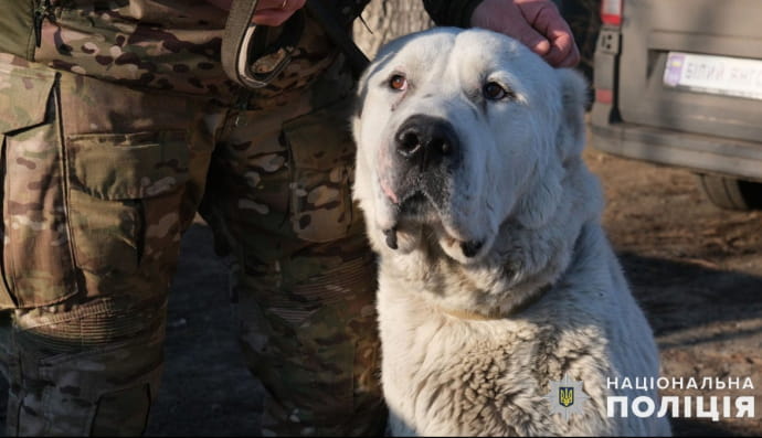 История спасения собаки