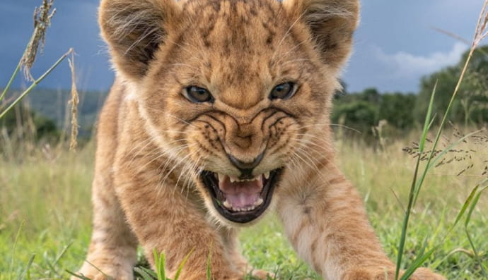 Дика природа