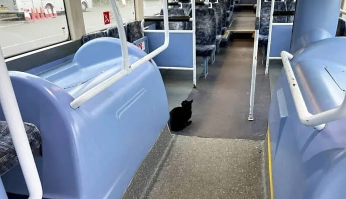 2-летняя кошка Тилли