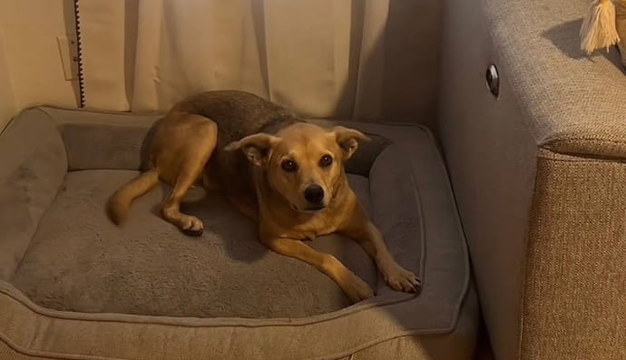 Собака Зіра