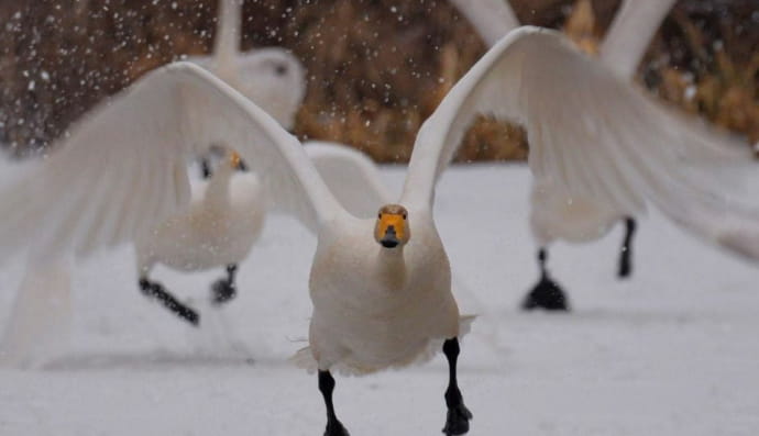 Червонокнижні лебеді-кликуни