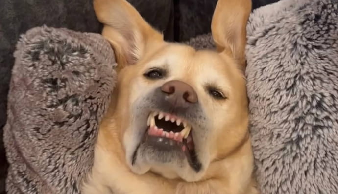 Скріншот із TikTok 