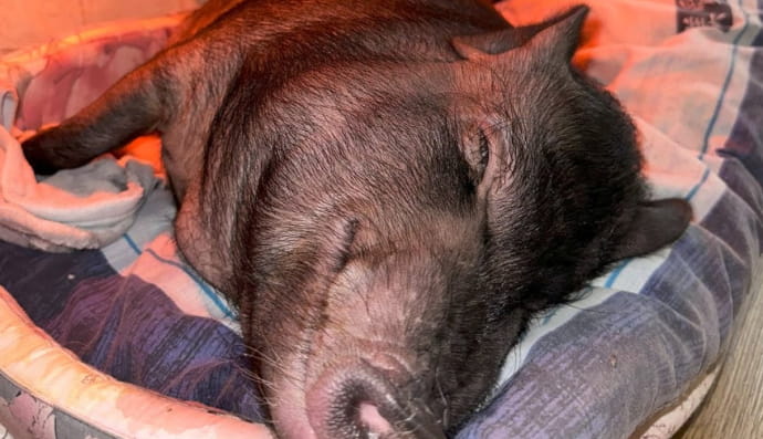 Історія Ненсі