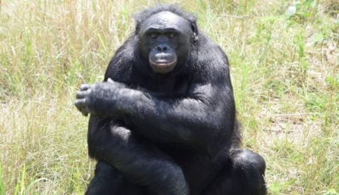 Бонобо Канзи