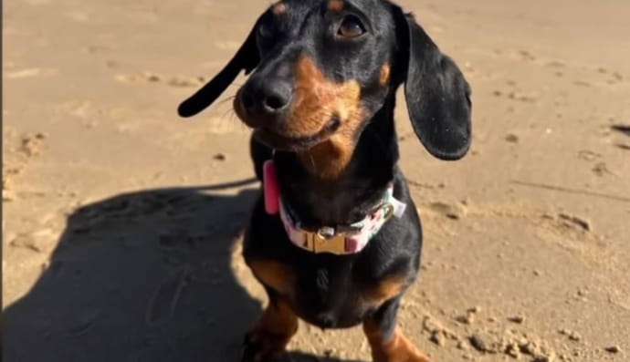 Такса Валері