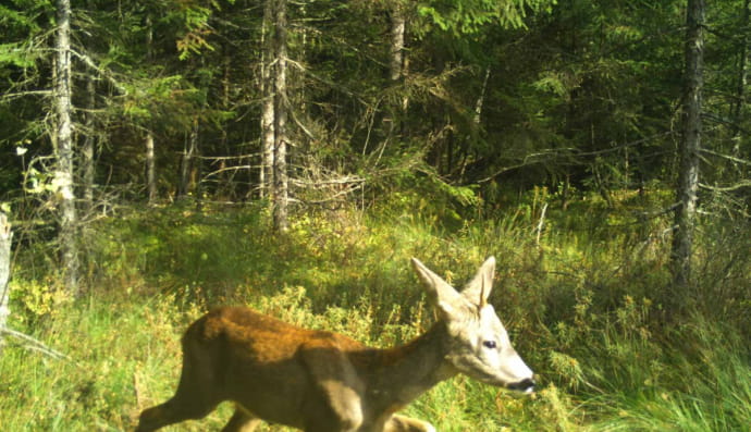 "Карпатський єдиноріг"
