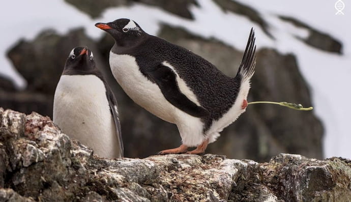 Момент дефекации субантарктического пингвина дженту
