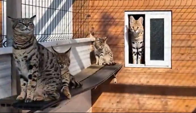 Контрабандисты продавали экзотических животных 