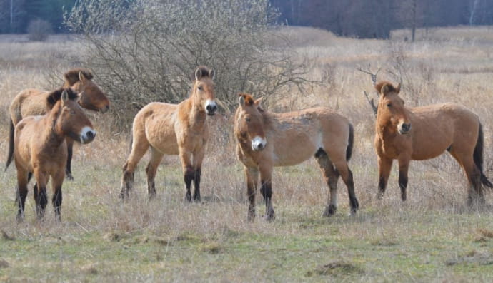 Гибрид между диким конем Пржевальского и домашней кобылой
