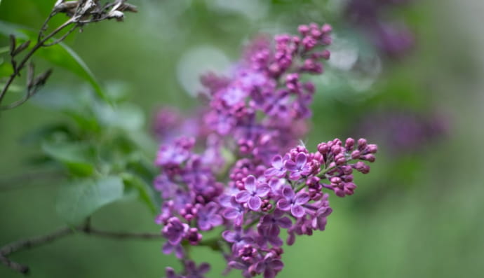 Цвітіння бузку