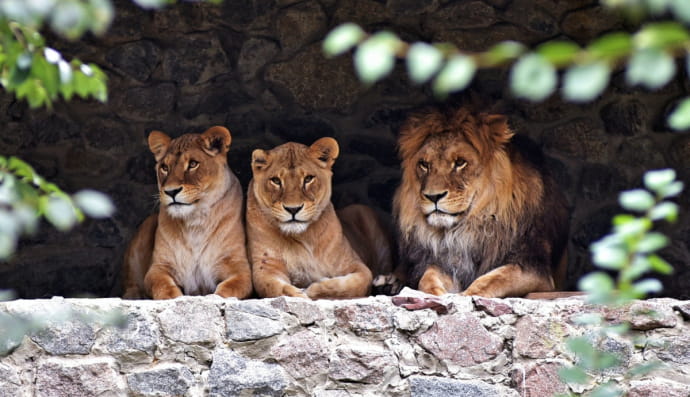 Тварини Київського зоопарку гріються на сонці
