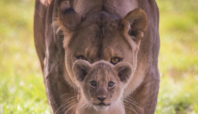 Мами у дикій природі