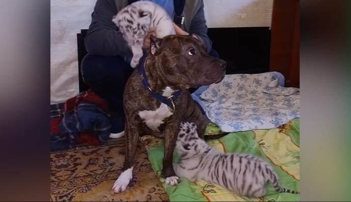 Собака и тигрята 