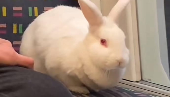 Лондонський кролик