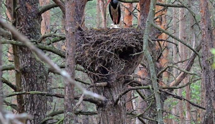 Чорний лелека