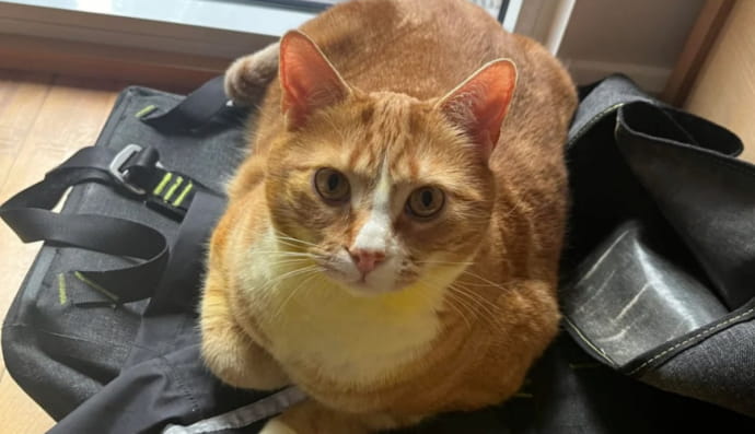 Історія про котів