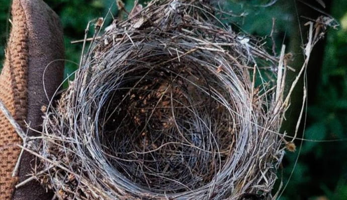 Пташине гніздо з оптоволокна 