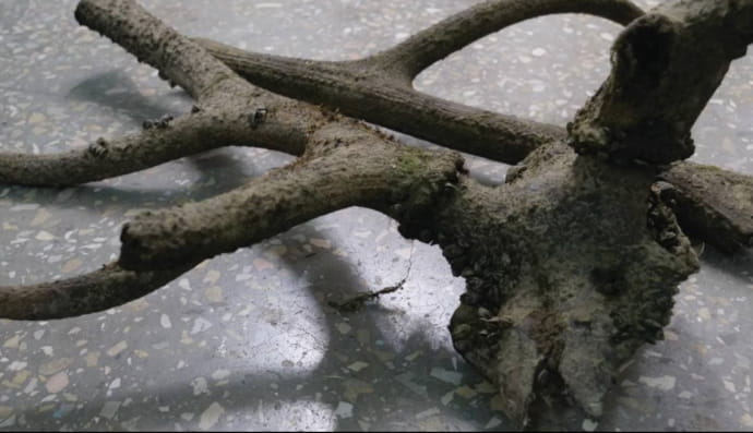 Роги благородного оленя