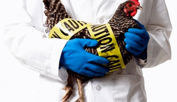 Птичий грипп