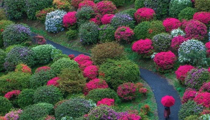 Красота весны