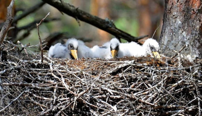 Чорний лелека
