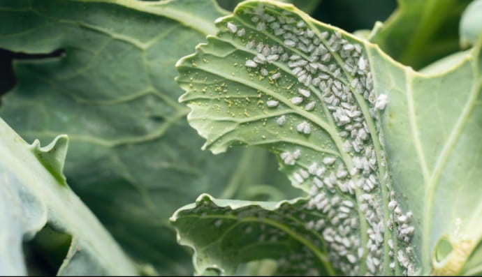 Білокрилка