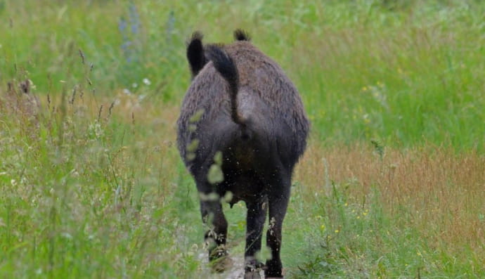 Дикі свині у Чорнобильському радіаційно-екологічному біосферному заповіднику  