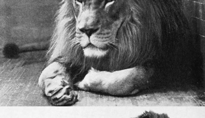 Берберійський лев. Ці фотографії були зроблені в Алжирі (1893) та в зоопарку Бронкса (1897). Левиця, вбита в 1942 році, вважається останньою, яку зустріли в дикій природі. Деякі нащадки берберських левів сьогодні живі в зоопарках, хоча жоден з них не є чистопородним.