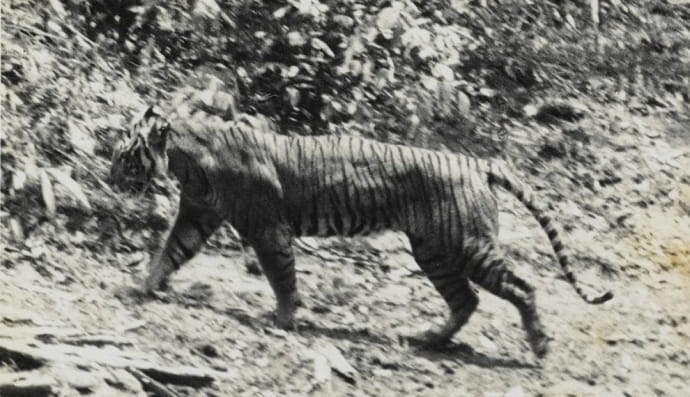 Фотографія яванського тигра, 1938 рік. Яванський тигр, одна з трьох популяцій тигрів, що колонізували Зондські острови під час останнього льодовикового періоду, вимер до 2008 року через втрату середовища існування.