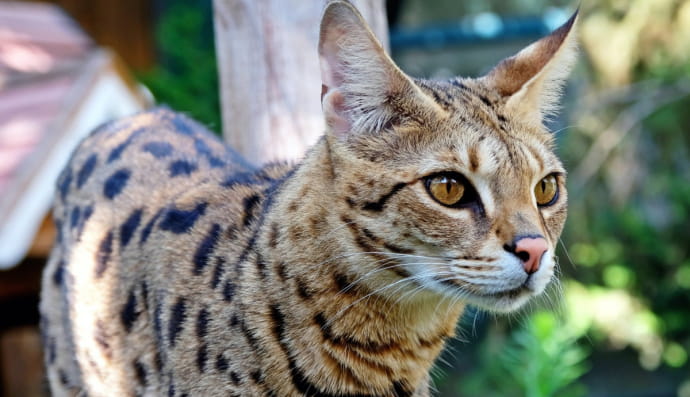 Саванна кішка 