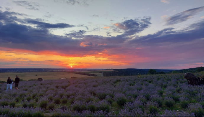 Найбільше лавандове поле в Україні 