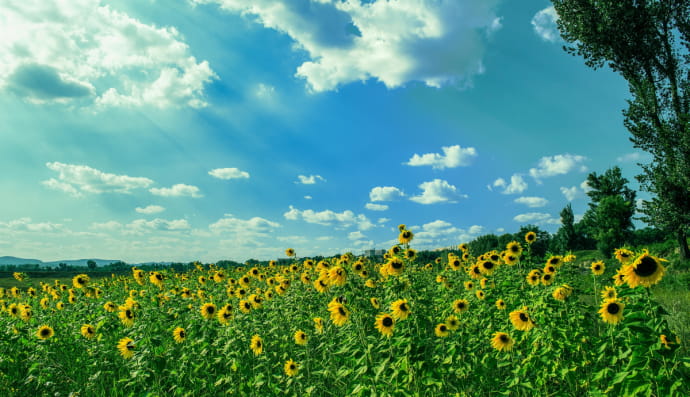 Літо, Україна