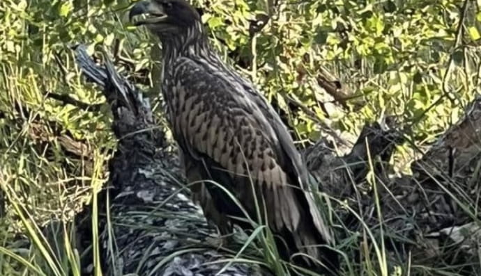 Орлан-белохвостый 