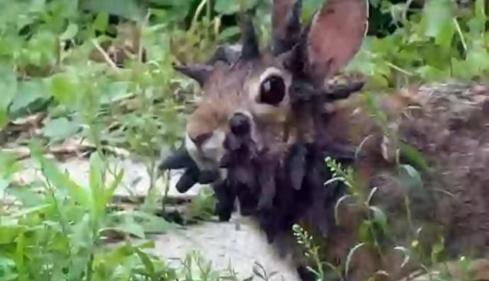 Інфіковані кролі 