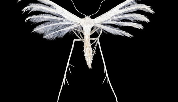 Пальцекрилка