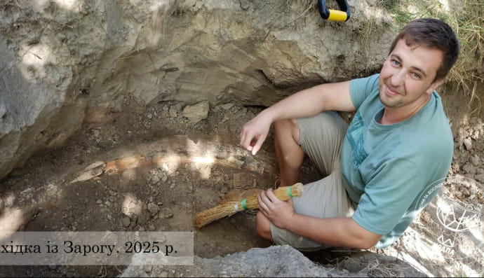 Бивні мамонтів